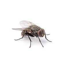 Fly Crypto